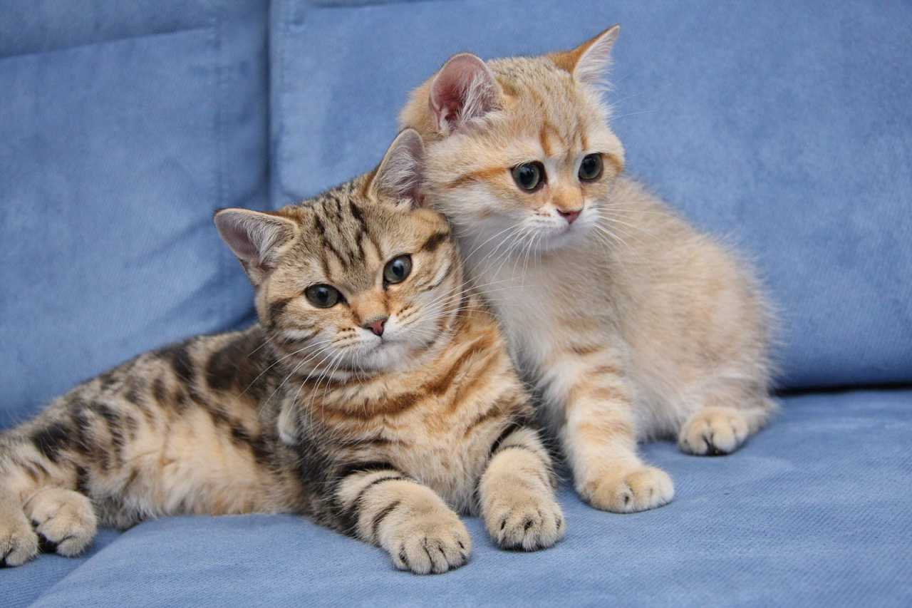 Кошки британцы котята, коты британские
