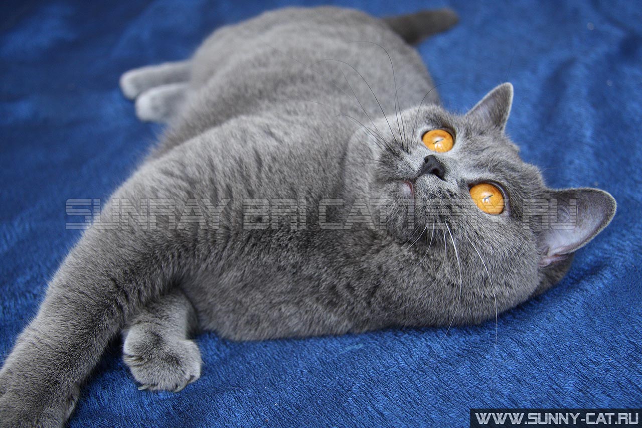 ������� SunRay