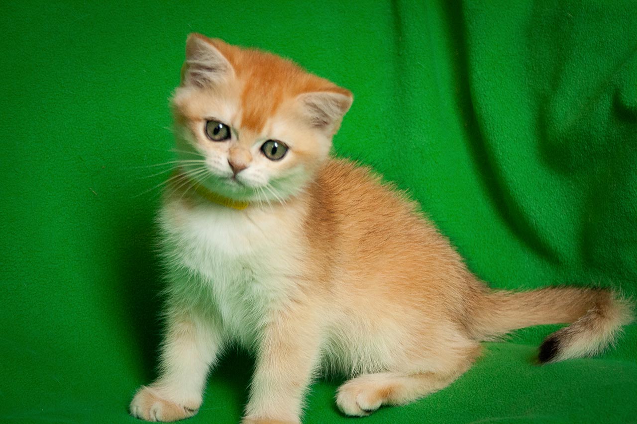 Британские кошки. Питомник SunRay в Москве. Продажа британских котят.
