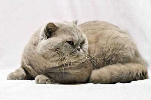 British Shorthair Kitten Oliver Loving Sunray 933 Sunray