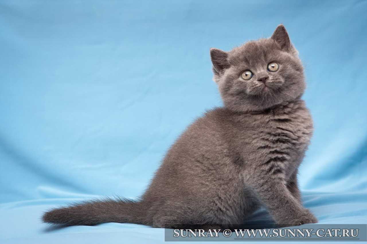фото голубые коты онлайн фото голубые коты