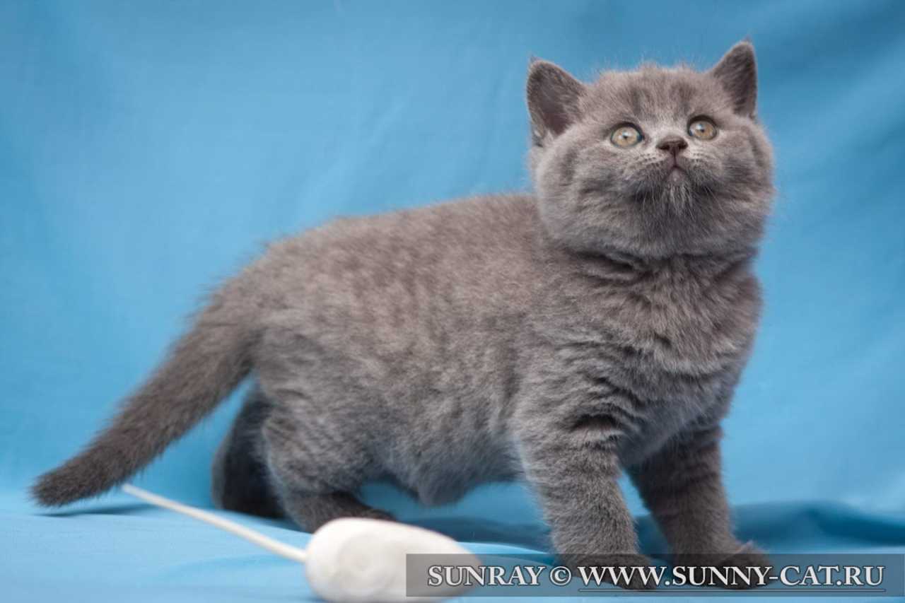 Кот британский короткошерстный (британец) голубой Silver. Фото кошек ...
