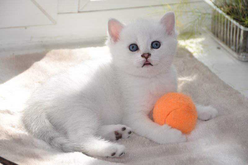 Fluffy Tail