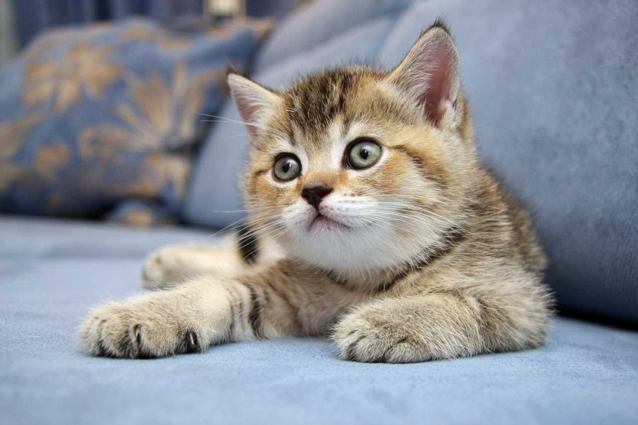 Котенок маленький здоровый, кот, британец.