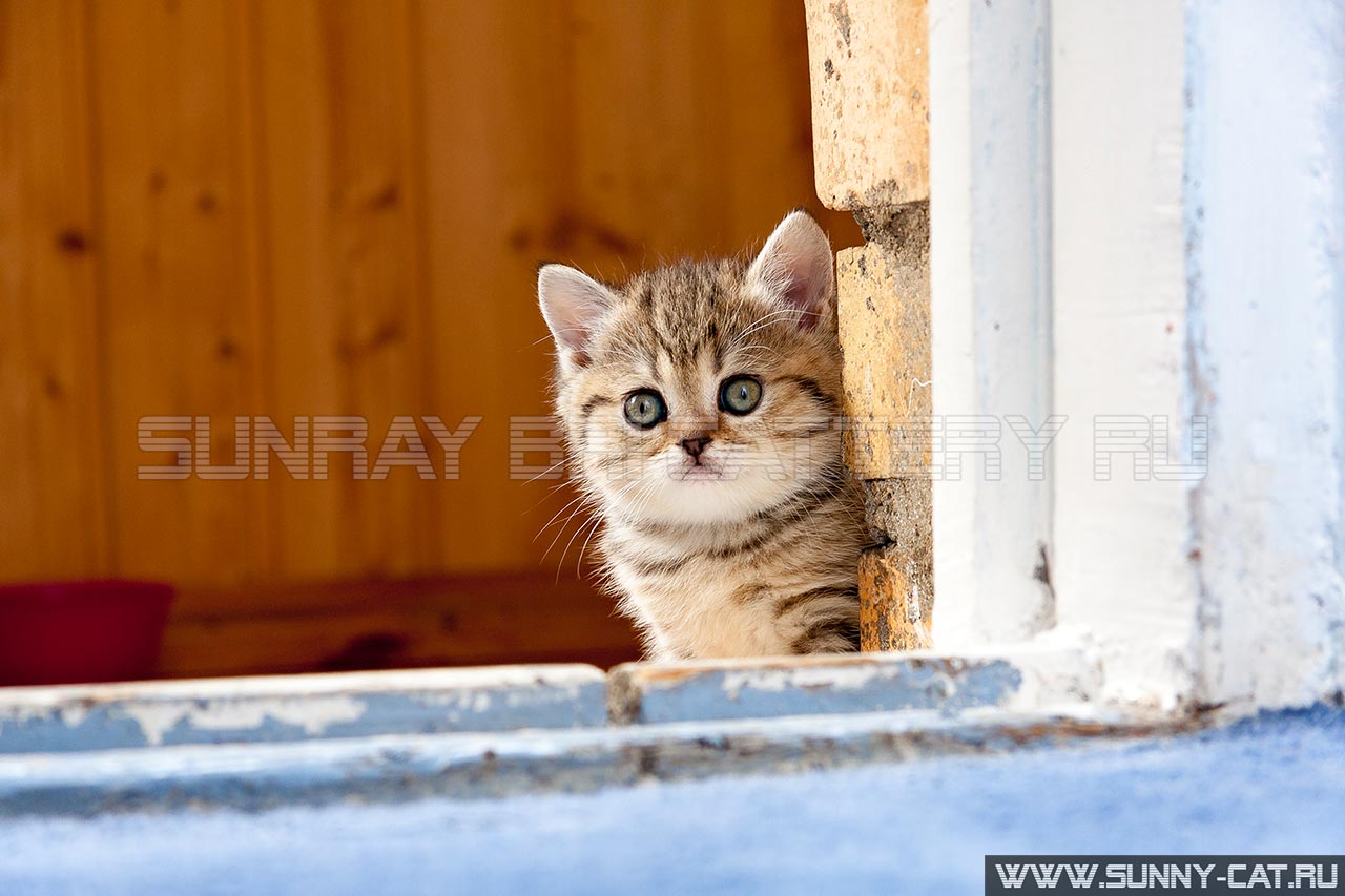 Кошка на окошке - маленький котенок, маленькие котята