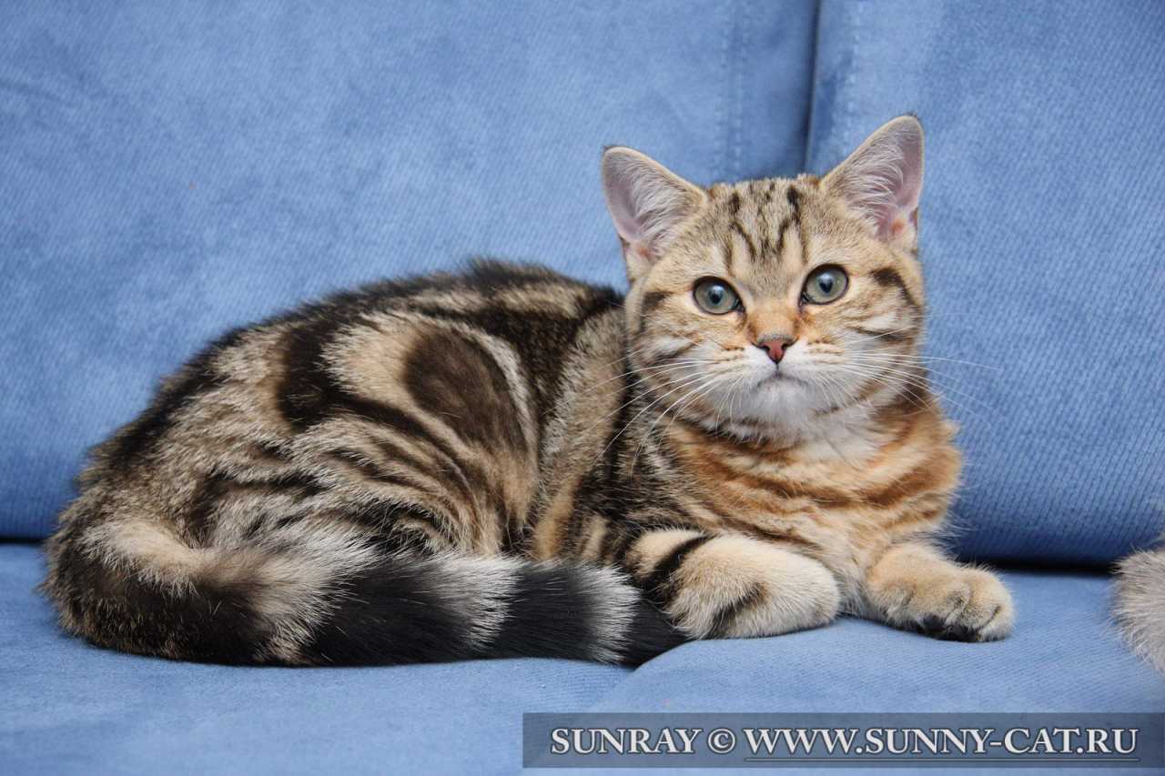 ����� Golden Galaxy No Demetra