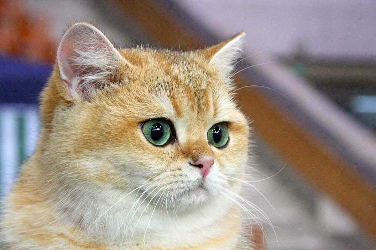 foto Когда у котят открываются глаза изображения foto Когда у котят открываются глаза изображения
