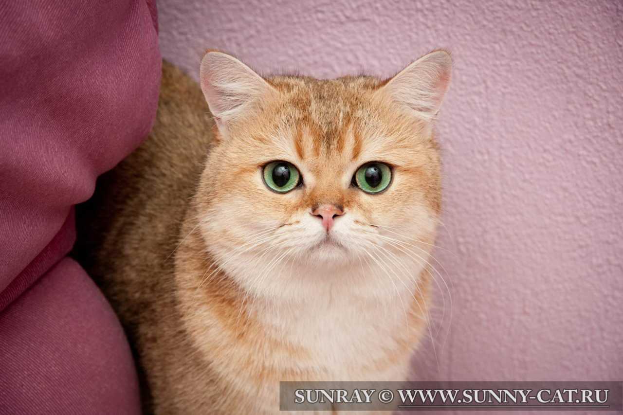 Питомники британских кошек - питомник SunRay
