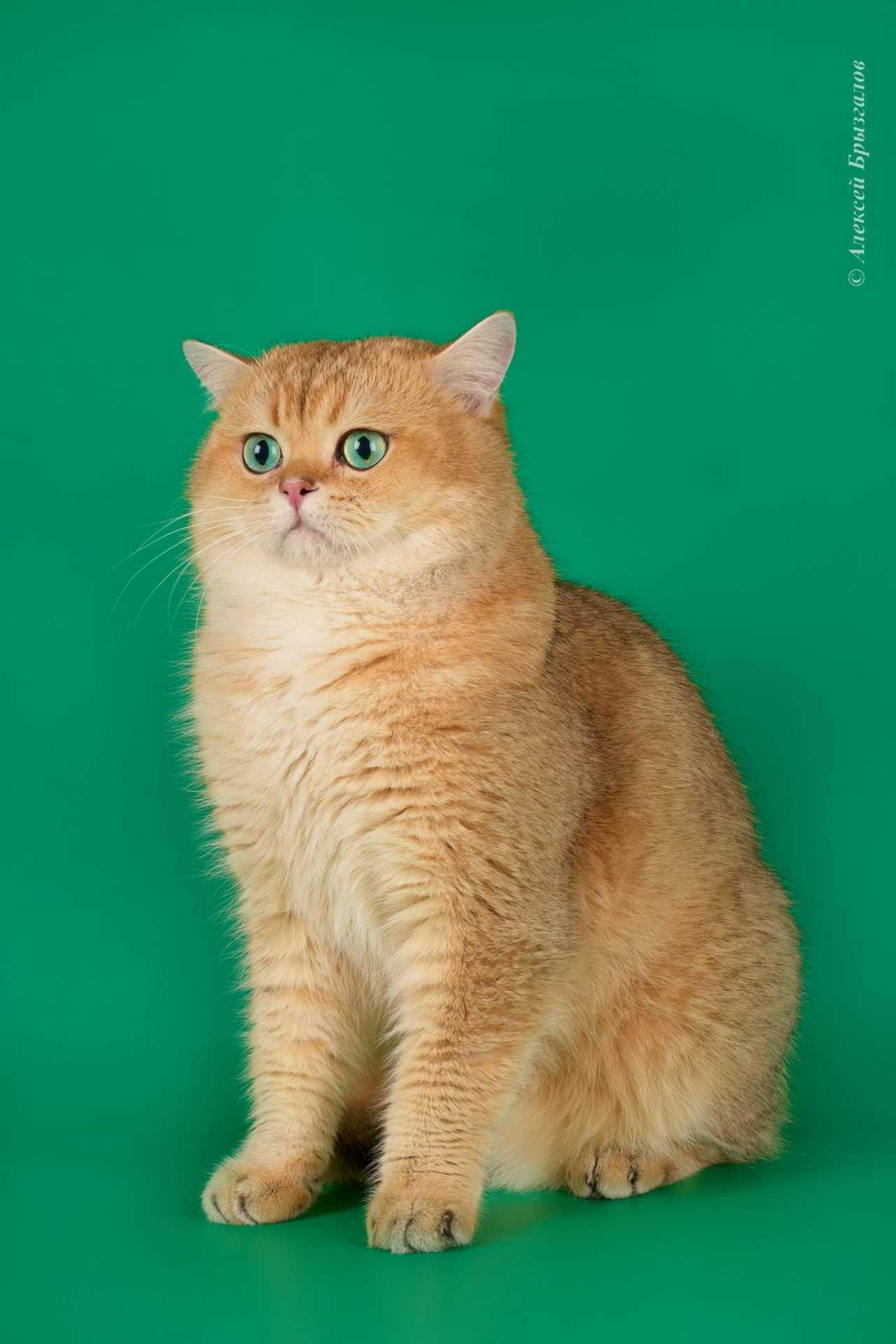 Кот британский короткошерстный (британец) черный золотой тикированный ...