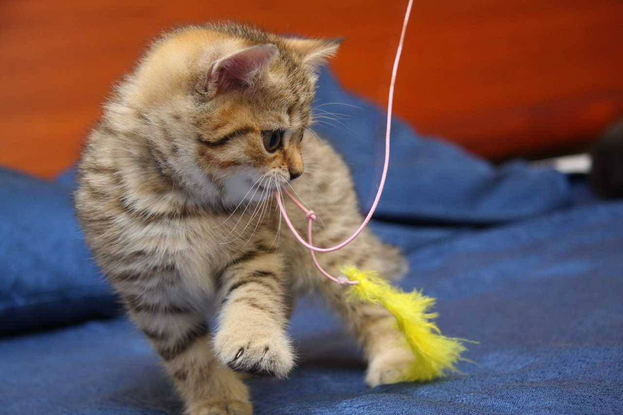 Играем в кошки-мышки