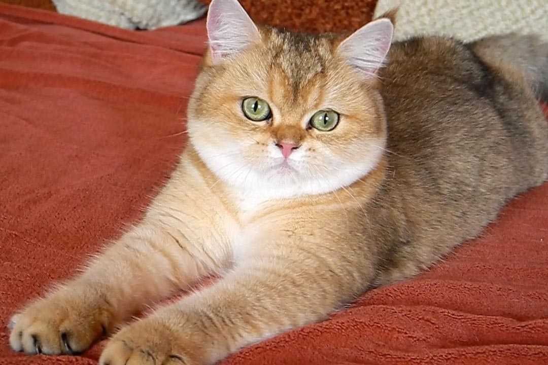 British Shorthair Kitten Korall Sunray 1152 Sunray