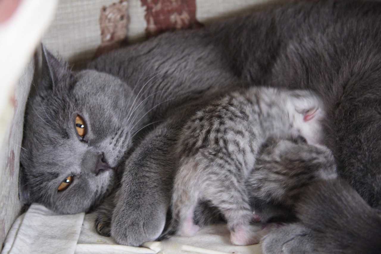 С каким интервалом рождаются котята