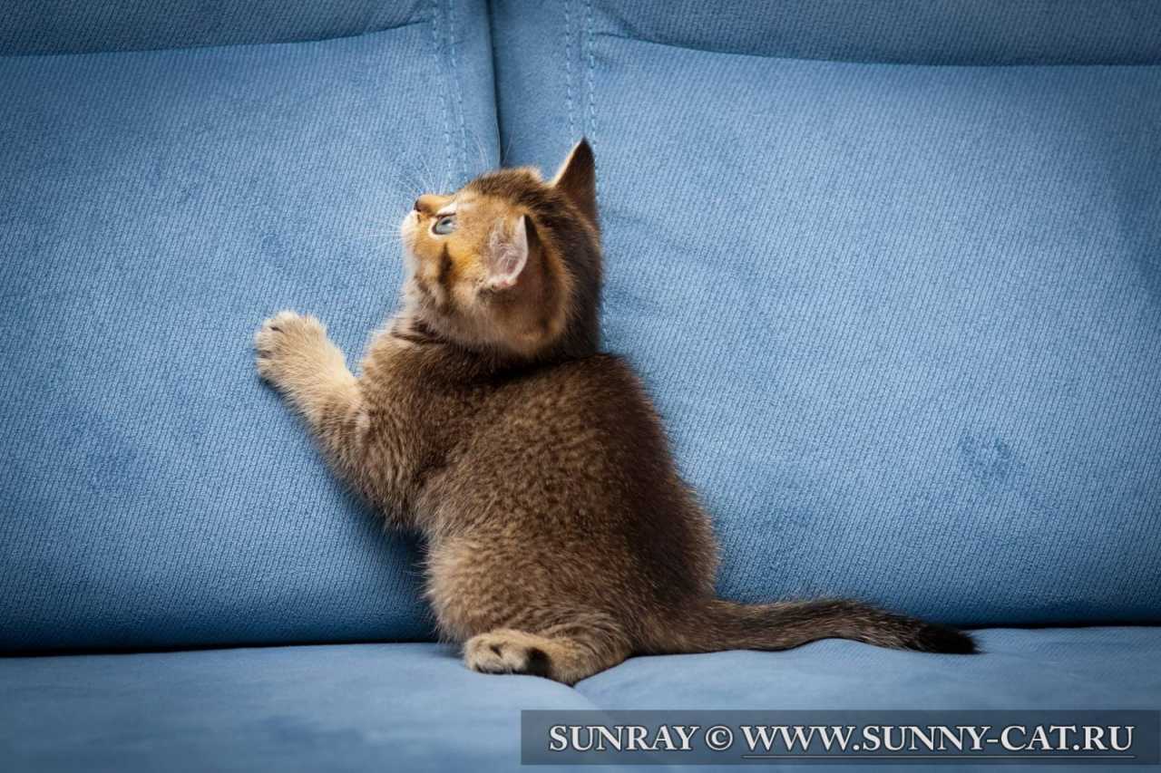 ������� ����������, �������� �����-����� ������������� - �����. ����
