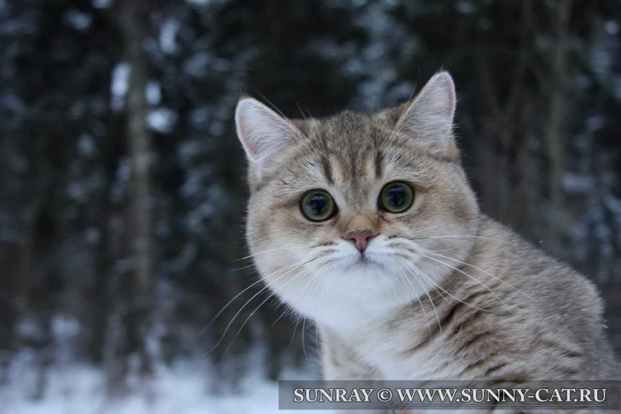 Кошка британская. Британцы. Британские короткошерстные кошки.