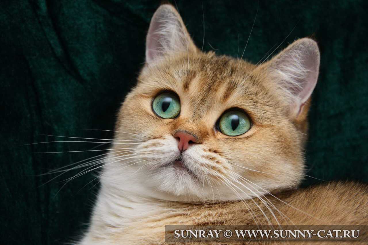 Кошка британская, кошки.