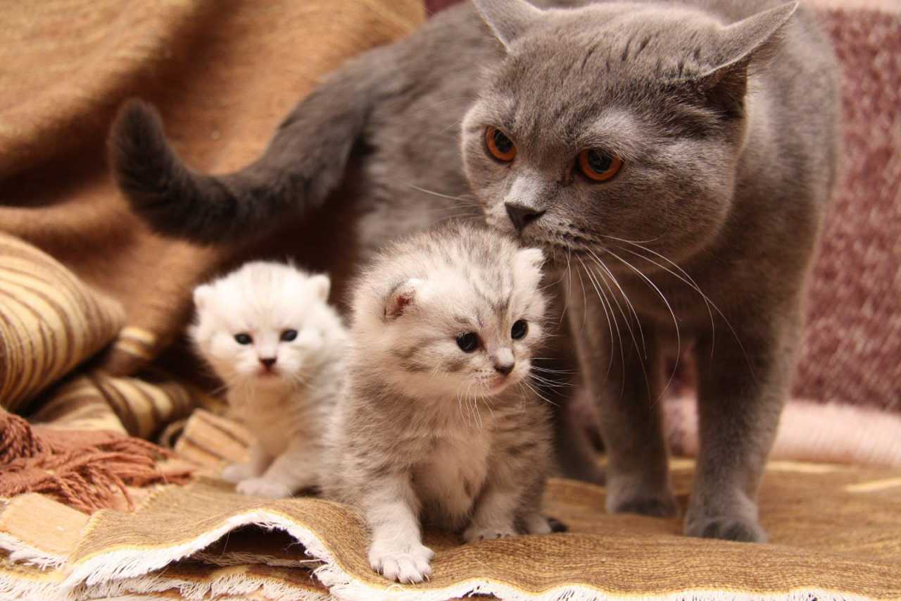 Кошки и котята, кошка с котятами, маленькие котята
