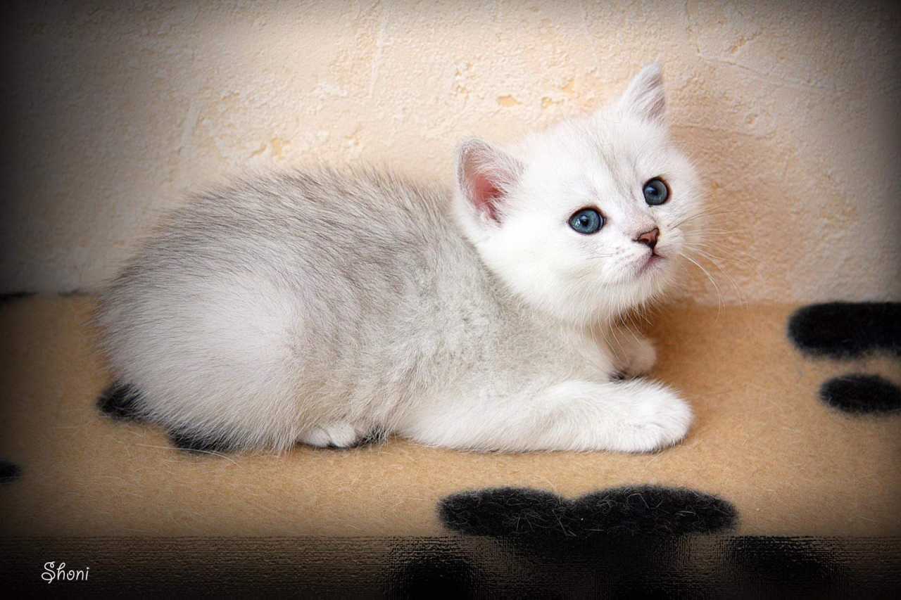 Кошки, питомники кошек. Купить котенка. Маленький котенок из питомника.