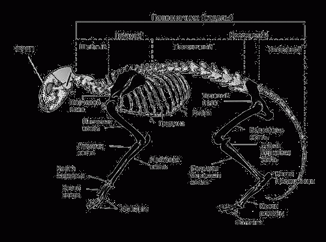 Скелет кошки