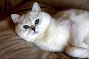Ch. El The Cutest S.W.E.E. From Mon Amy