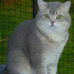 ��� ���������� WCh. Bluegold Nougat D'Oaxaca