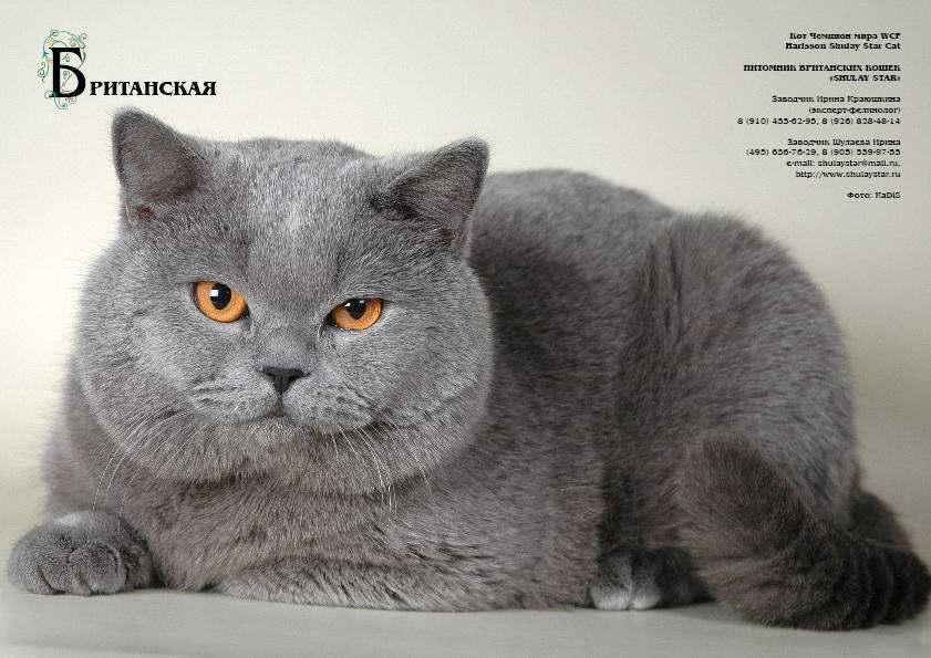 Вязка. Британский голубой кот. Чемпион Мира