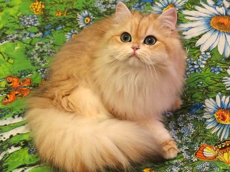 The Female Cat Fanny Victoria Golden Loy Album Of Photos