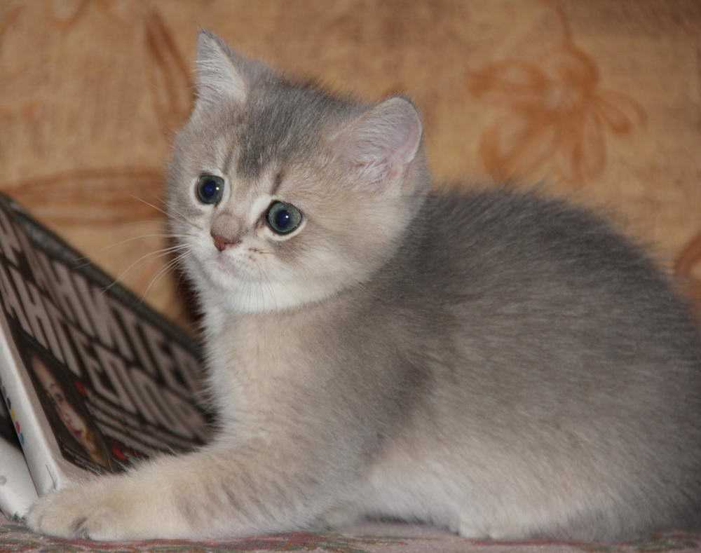 The Male Cat Pacific Blue Album Of Photos 1367 825 The Blue