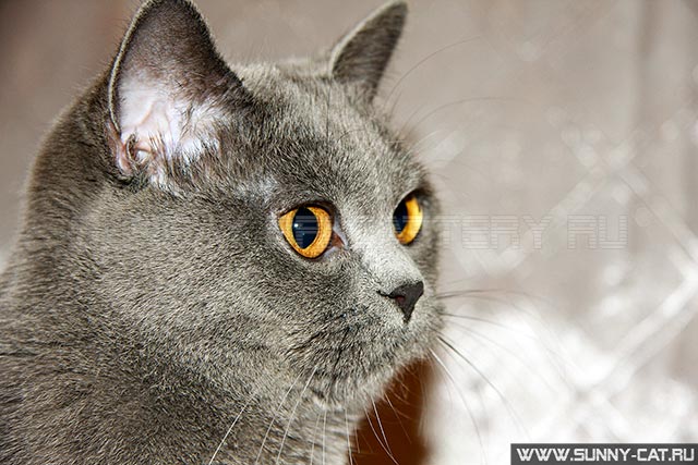������� SunRay