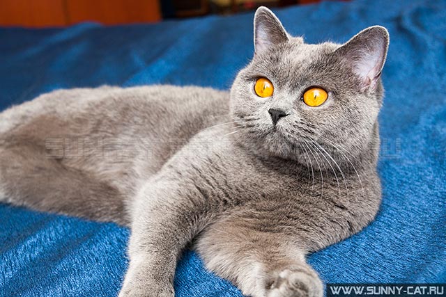 ������� SunRay