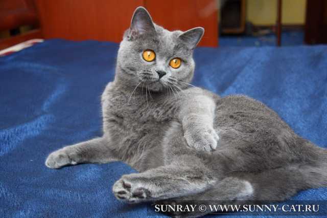 ������� SunRay