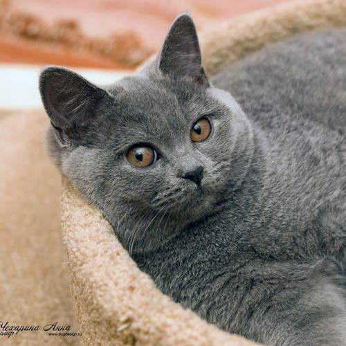 http://www.sunny-cat.ru/datas/thumbs/1-agidel_design001.jpg