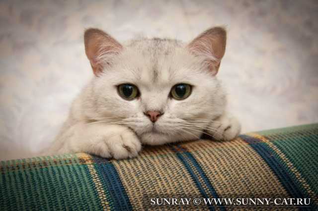 Bertran SunRay