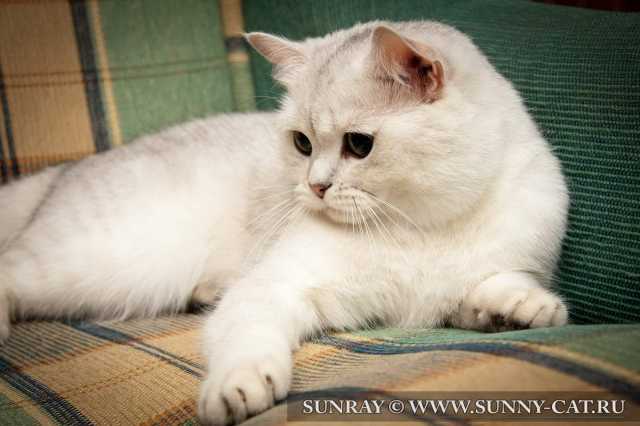 Bertran SunRay