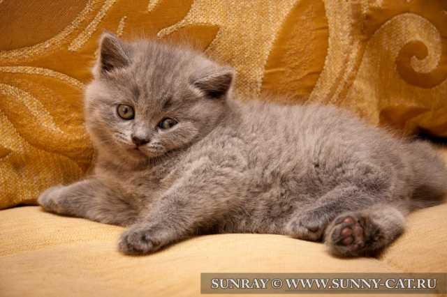 Плюшевый котенок