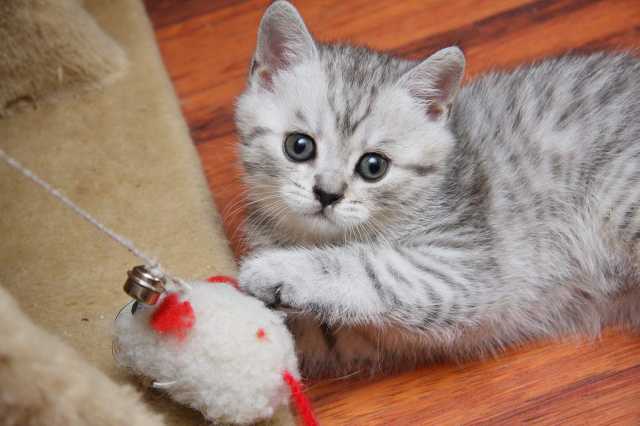 ���������� �������. ���� �2416.