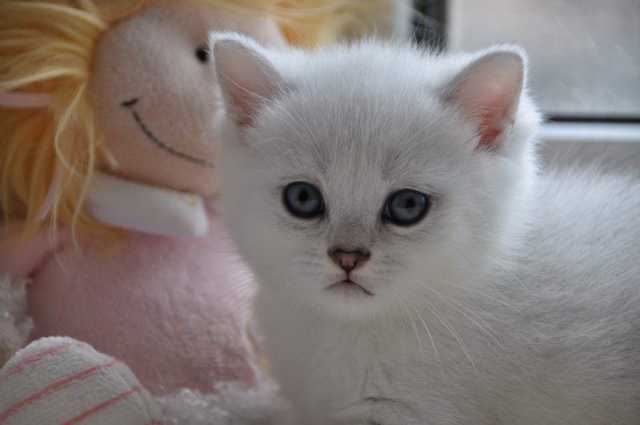 Fluffy Tail