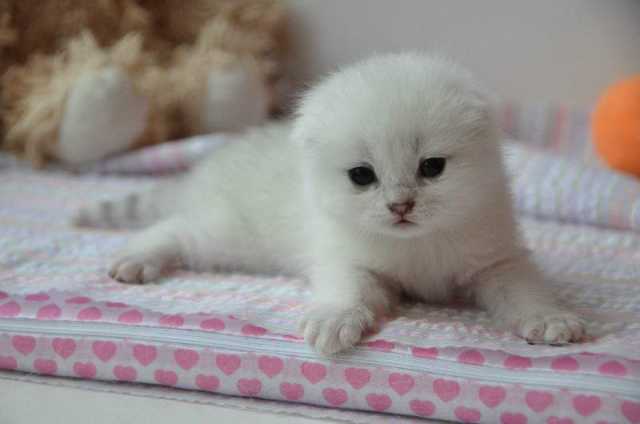Fluffy Tail