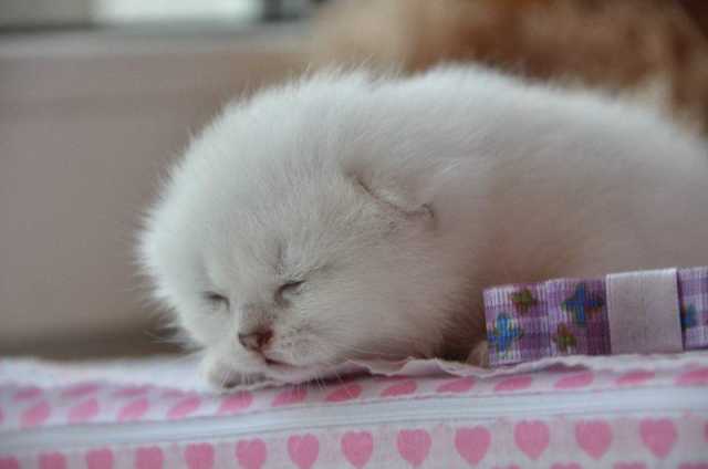 Fluffy Tail