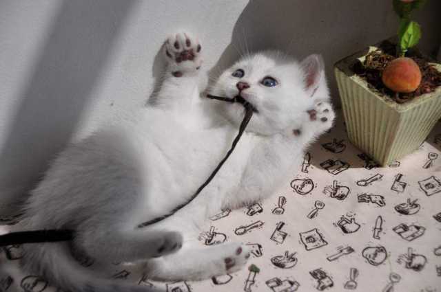 Fluffy Tail