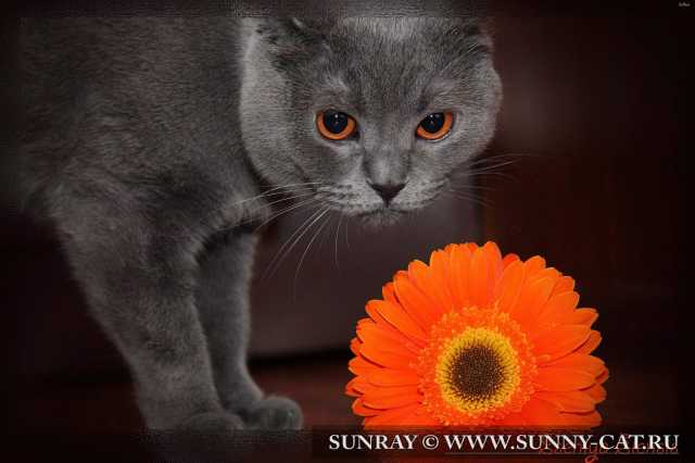 �������� ���������� ����� SunRay