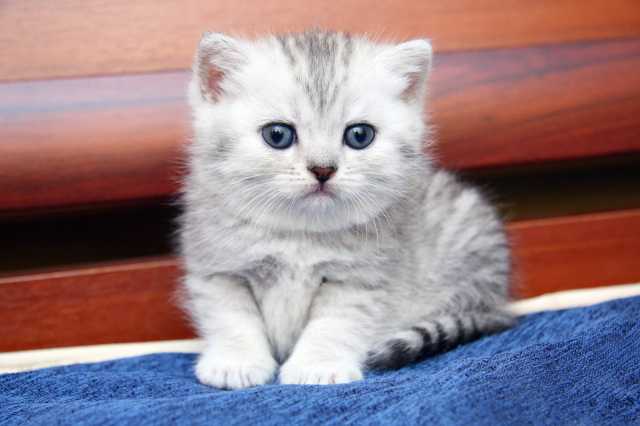 Felina SunRay
