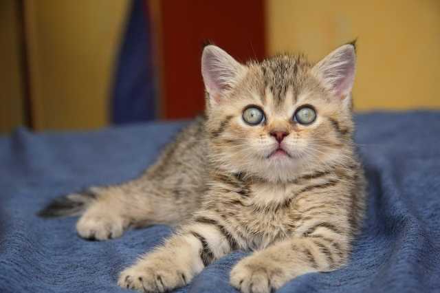 ��������� ������� Kathie Kim SunRay