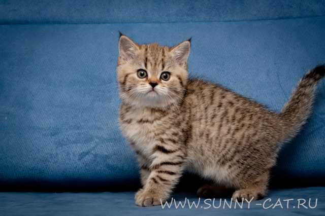 ���������� ������� Vanilla Sweet SunRay