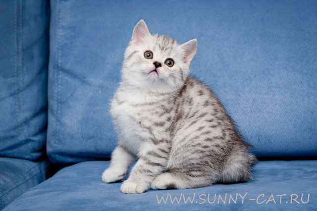 ���������� ������� Vivien Snow SunRay