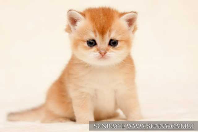 ���������� ����� Wellington SunRay