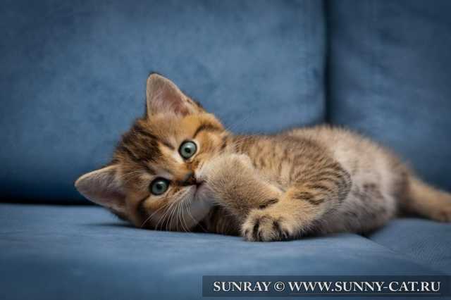 ���������� ����� Yoda SunRay