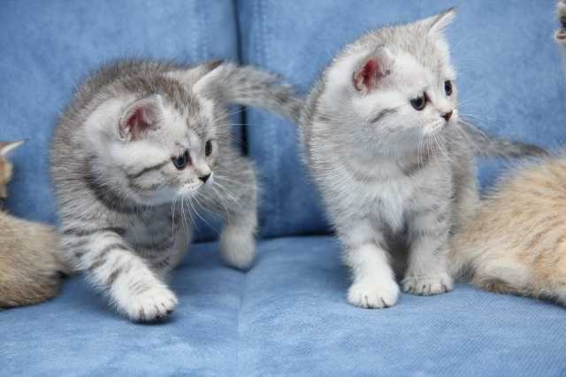 ����� �O� (����������)