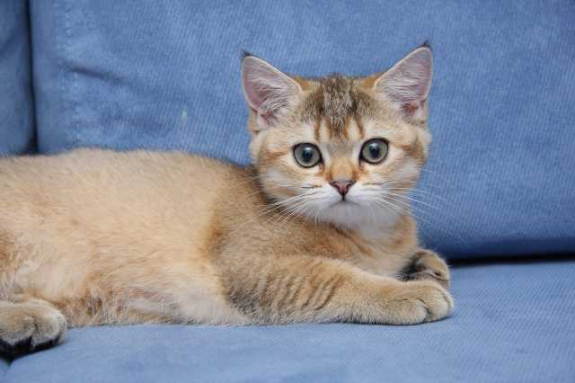���������� ������� Rea Silvia SunRay