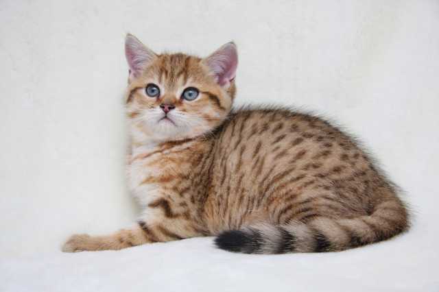 ���������� ����� Romul Kingly SunRay