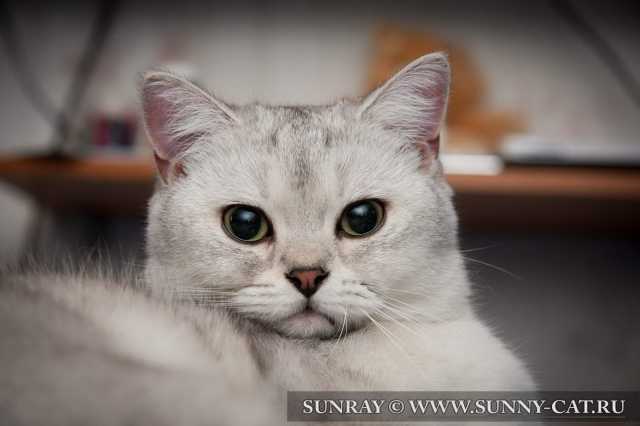 �������� ���������� ����� SunRay